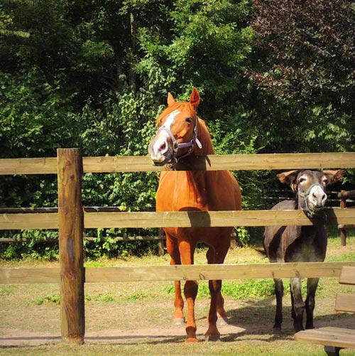 Chevaux à proximité du Domaine de Tardais dans le Perche